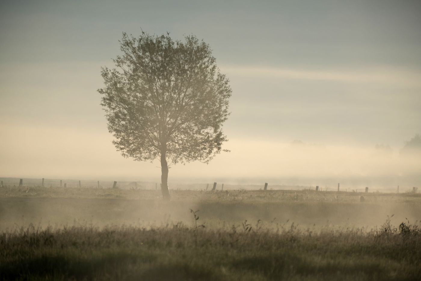 Solitary tree